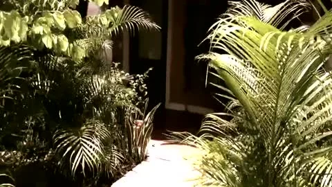 Schöne Braut hat ein riesiges Geheimnis (HD)