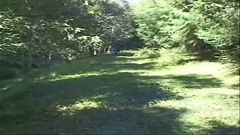 Hartes Dreier in einem Wald